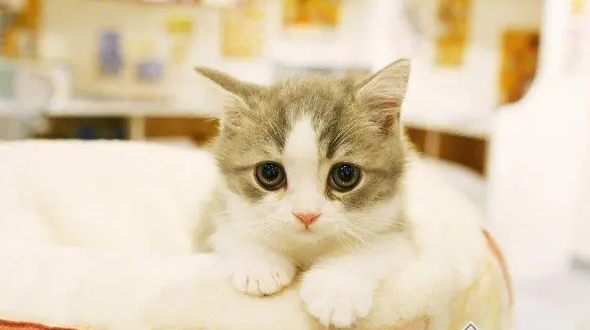 猫主子们看过来,猫咪换牙都换哪几颗牙! 猫主子们看过来,猫咪换牙都换哪几颗牙!