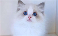 黑色鼻子的布偶猫，你了解多少呢？