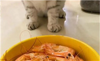 猫咪可以吃虾肉吗