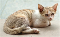 猫咕噜噜叫是怎么回事