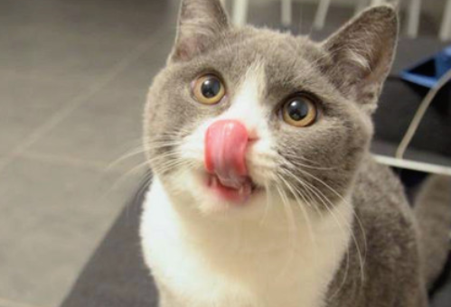 猫咪突然大量流口水怎么办