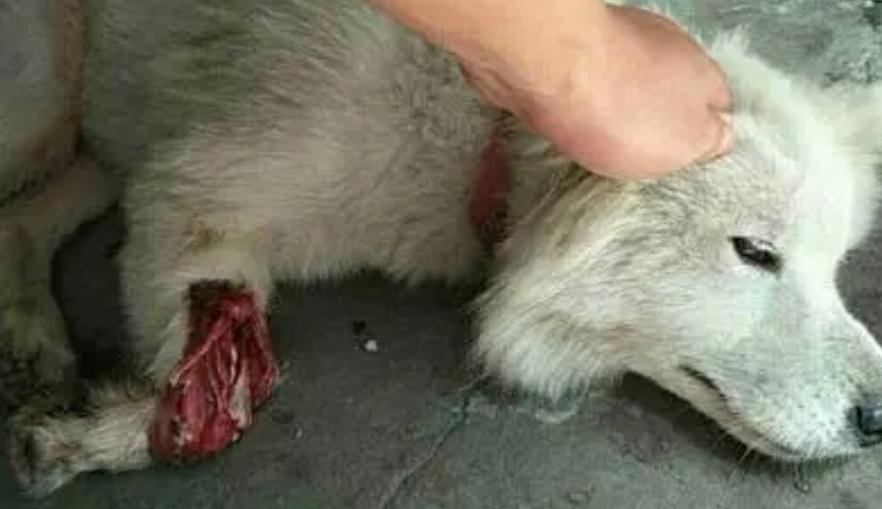 狗狗的腿被车压了还能恢复吗