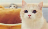 猫咪黑下巴会自愈吗