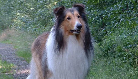 科普小知识：苏牧犬品相怎么看？纯不纯？