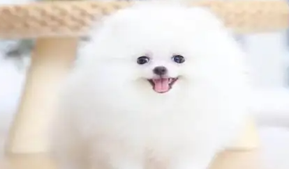 土方法给狗狗避孕 土方法给狗狗避孕