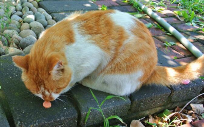 猫咪可以吃黄瓜吗