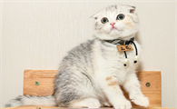 蚊子对小猫有危险么