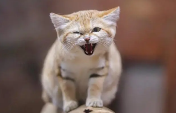 猫不拉屎会憋死吗为什么