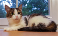 母猫怀孕几个月生产