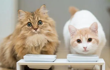 猫多大可以自己吃东西 猫多大可以自己吃东西
