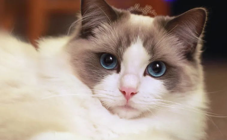 猫咪流口水怎么回事 猫咪流口水怎么回事
