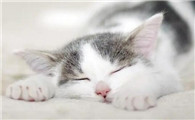 5kg猫一天吃多少猫粮