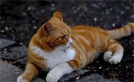 猫咪伤口化脓如何消炎最好