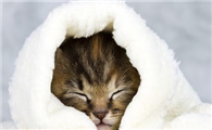 得过猫瘟的房子多久可以养猫