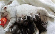 猫咪哺乳期间会怀孕吗