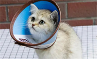 猫戴头套怎么吃饭喝水