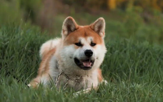 犬窝咳吃什么药效果好得快 犬窝咳吃什么药效果好得快