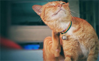 猫咪身上有跳蚤怎么办怎么彻底消灭它们