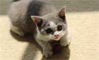 猫为什么会发出呼噜呼噜的声音的原因