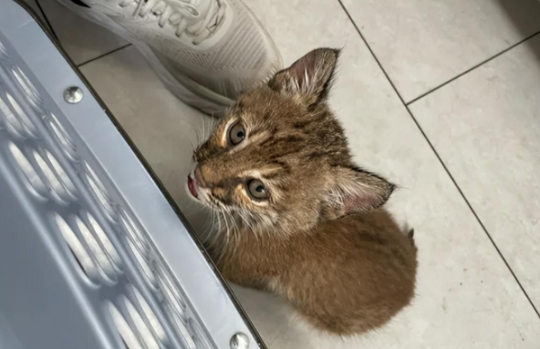 好评度超高的橘猫保姆，接手奇葩大客户…也太专业了