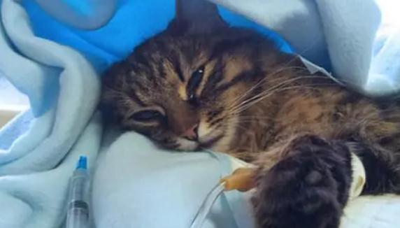 猫咪发烧了怎么办治疗