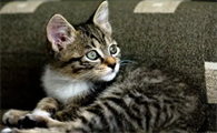 猫咪突然尿闭会自己好吗
