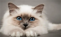 猫胰腺炎最有效的治疗方法是什么