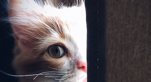 猫咪肛门能看见红色的肉正常吗