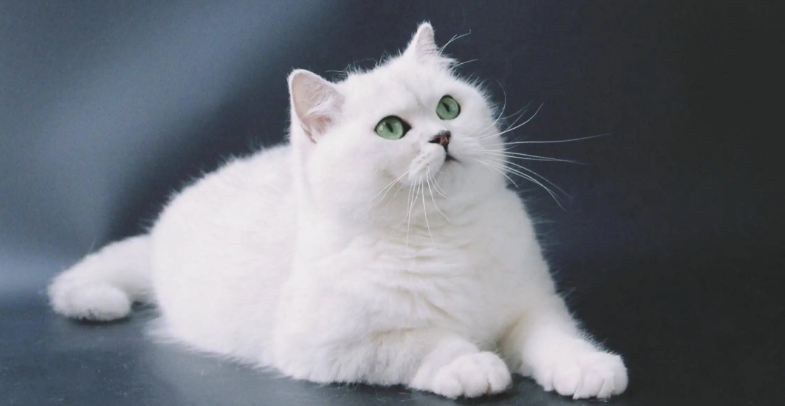 银渐层猫寿命一般多少年?我来告诉你答案! 银渐层猫寿命一般多少年?我来告诉你答案!