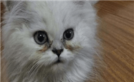 小猫疱疹病毒症状是什么