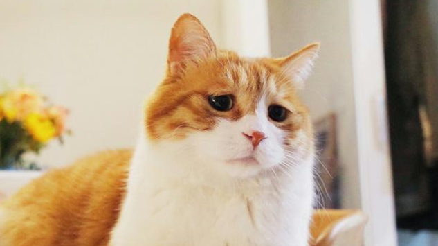 母猫生完几个小时后呼吸急促怎么回事 母猫生完几个小时后呼吸急促怎么回事