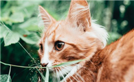 猫咪拉稀呕吐怎么办吃什么药管用