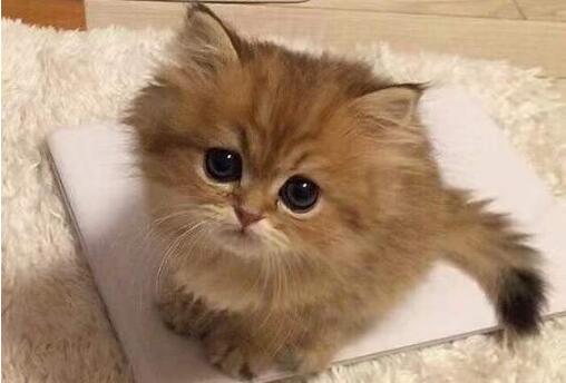猫咪有时候呕吐是什么原因引起的 猫咪有时候呕吐是什么原因引起的