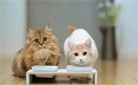 家里新来的猫怎么和原来的猫咪相处好