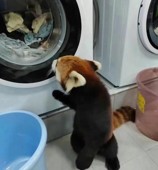 小熊猫“翘班”跑进学生宿舍玩耍 动物园回应：已将其带回
