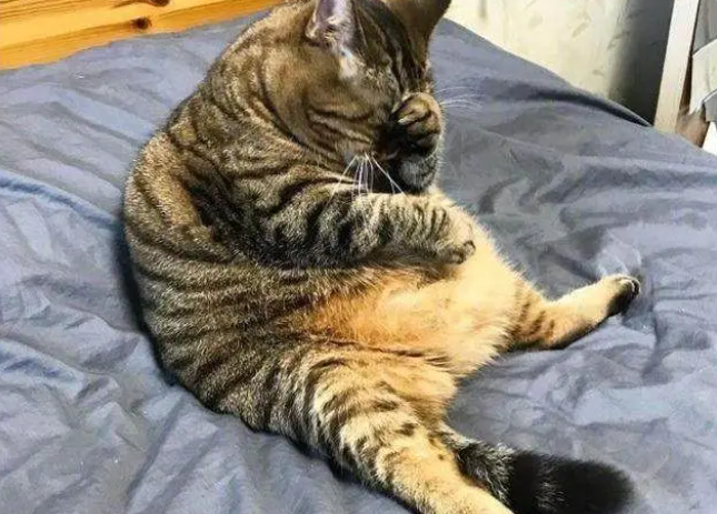 猫太肥怎么办