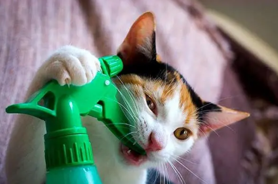 传腹猫可以绝育吗? 传腹猫可以绝育吗?