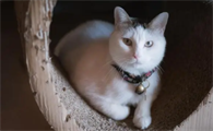 猫嘴巴旁边有猫癣怎么办用什么药