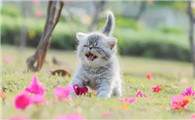 猫怀孕需要补什么营养