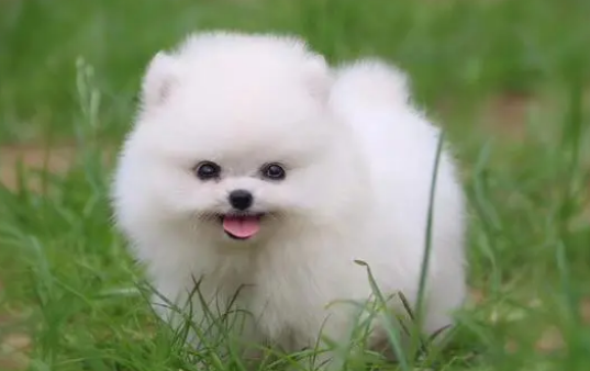 两个月幼犬经常打嗝怎么回事