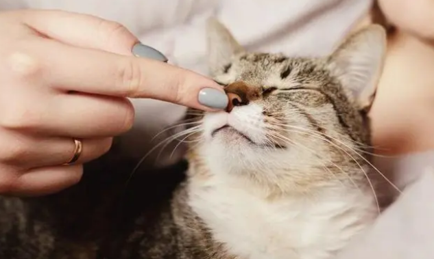 猫洁易智能猫厕所让你不用再碰触到喵的大小便,从此解放双手! 猫洁易智能猫厕所让你不用再碰触到喵的大小便,从此解放双手!