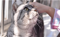 猫身上长蛆还能活吗