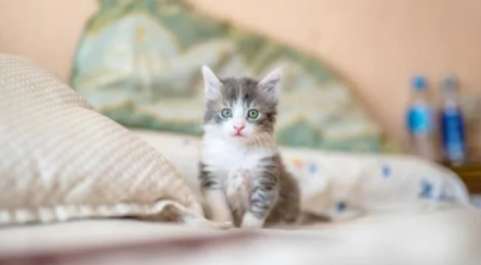 小公猫多大绝育比较好呢 小公猫多大绝育比较好呢