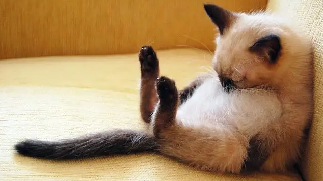 家猫没出过门会携带狂犬病毒吗