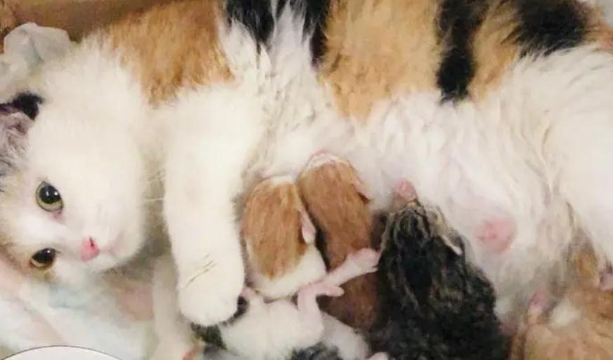 怎么帮生产母猫揉肚子助产