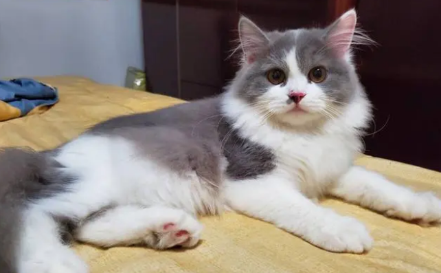 猫咪吐舌头呼吸是因为热吗