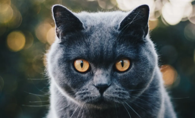 公猫母猫哪个好养 公猫母猫哪个好养