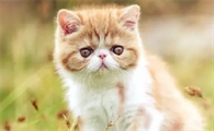 猫咪拉稀吐黄水食欲不振是怎么回事