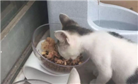猫放家里3天没人管行不行呢