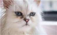 猫咪有泪痕怎么去掉